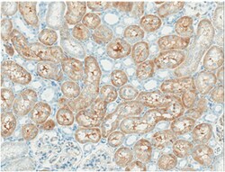 MilliporeSigma anti-Tau Clone: Tau-2, 100&mu;g, Unlabeled:Antibodies, Monoclonal